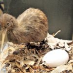 kiwi ptica uz svoje jaje