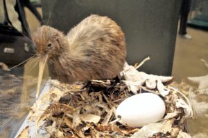 kiwi ptica uz svoje jaje