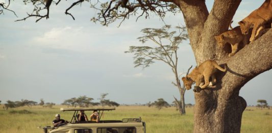 Safari je uvek atraktivno putovanje