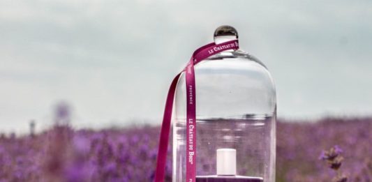lavender fields in bloom in Provence