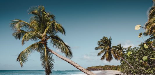 Palme na plaži u karipskom mjestu Martinique