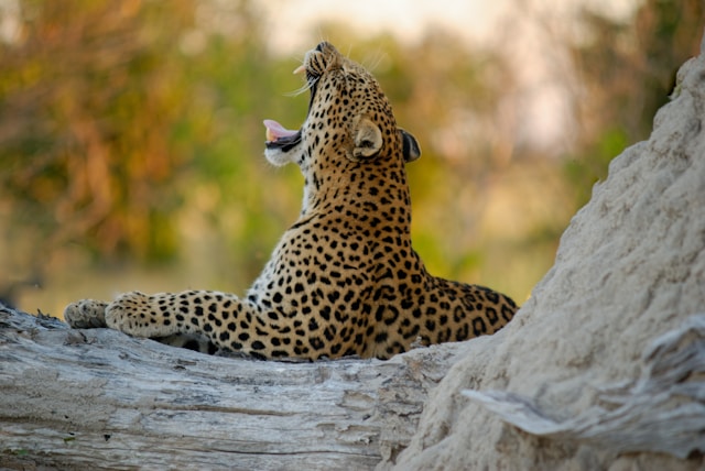 safari