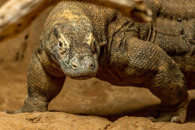 otok Komodo