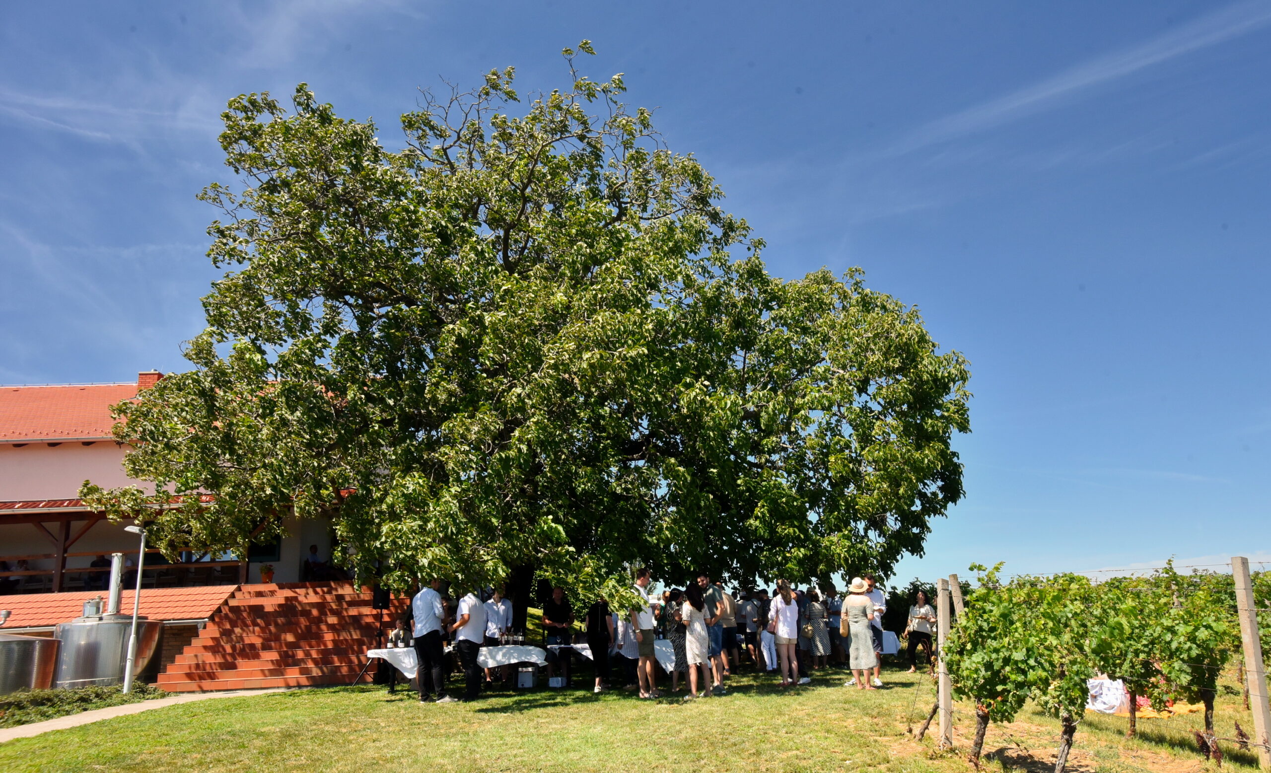 Šesti po redu Srijemski pjenušavi doručak