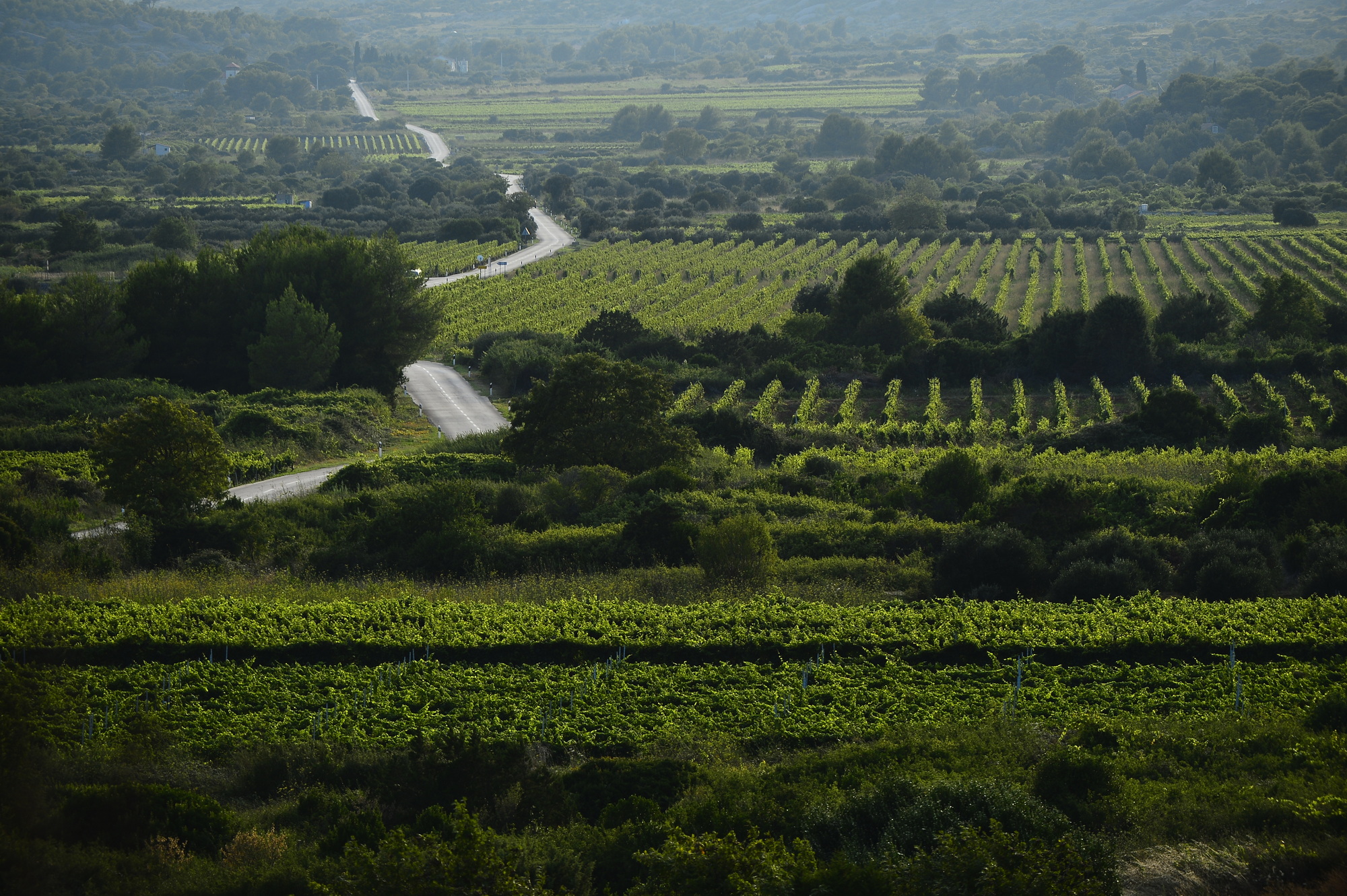 Vinogradi i polja na Visu