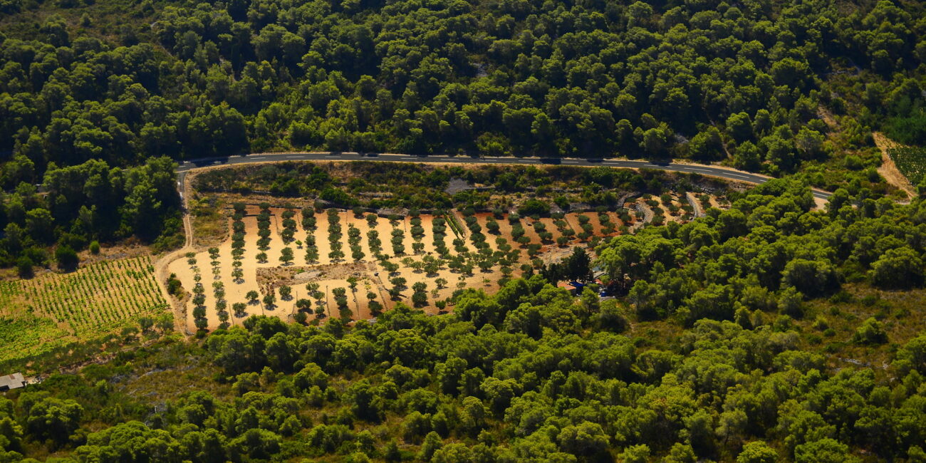 Vinogradi na Visu