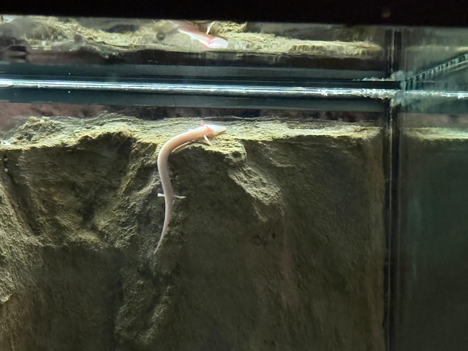 Čovječja ribica u Cerovačkim špiljama