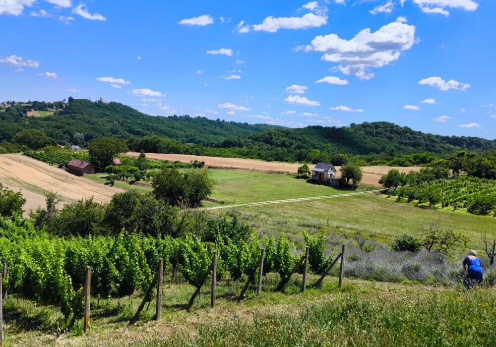 Lavender Hills