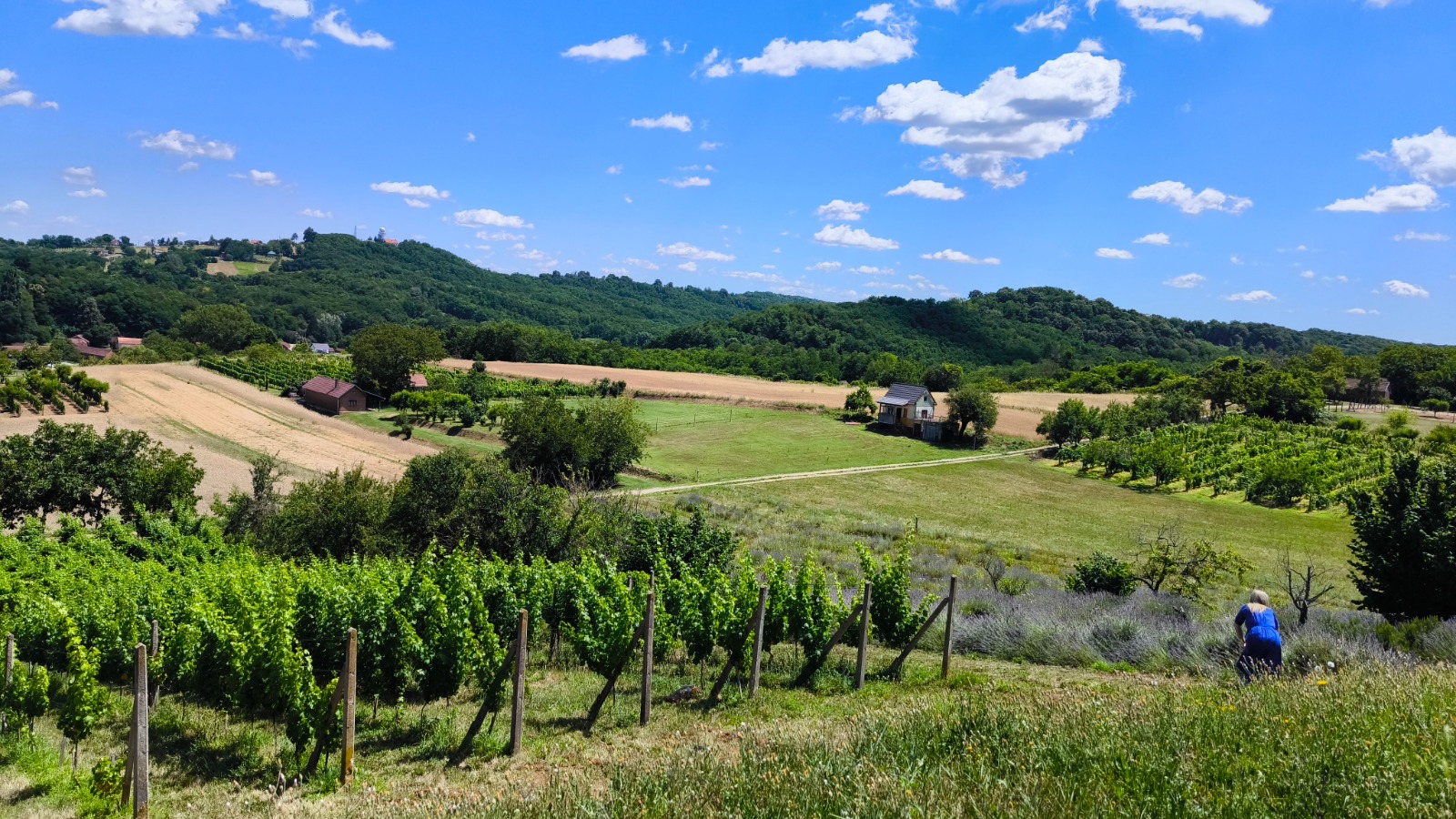 Lavender Hills