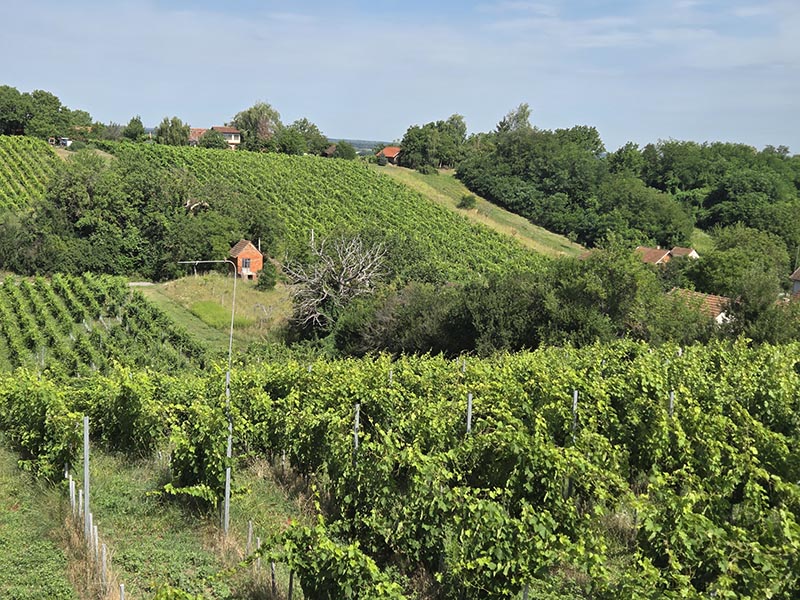 Lavender Hills