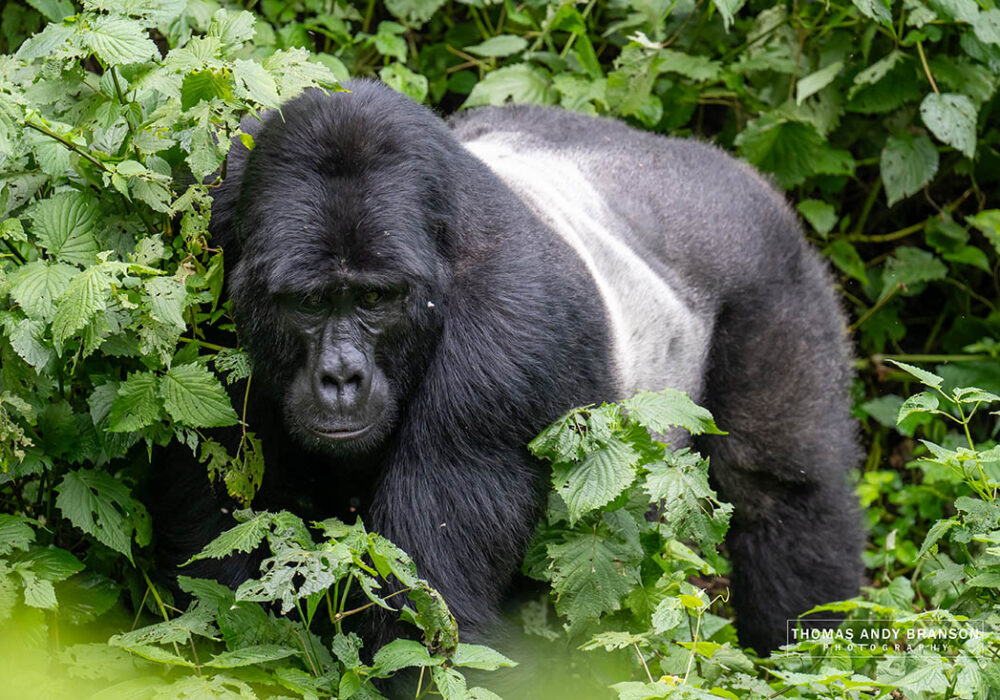 Gorile Uganda Ruanda