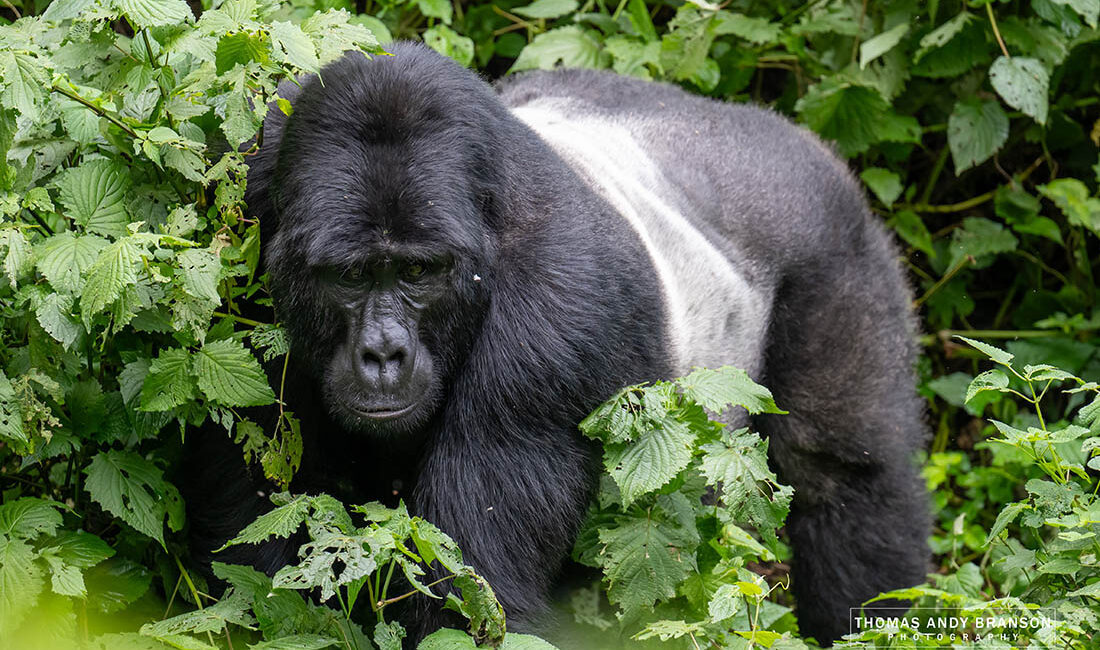 Gorile Uganda Ruanda