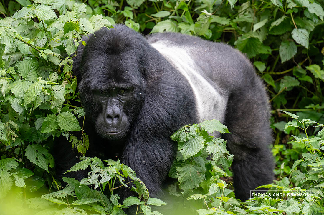 Gorile Uganda Ruanda