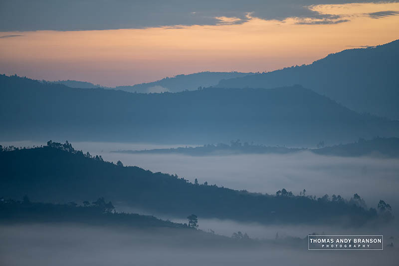 Virunga gorile