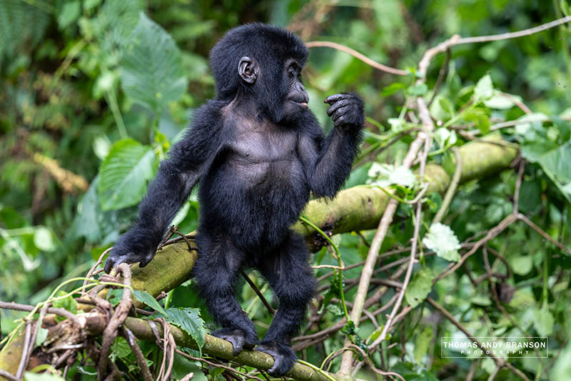 Gorile Uganda Ruanda