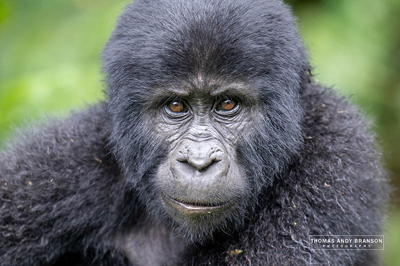 Gorile Uganda Ruanda