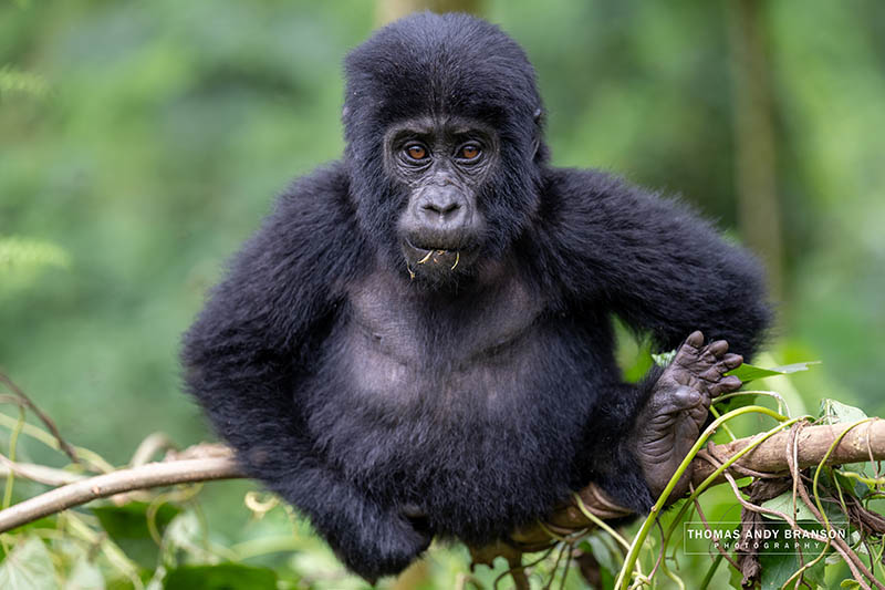Gorile Uganda Ruanda